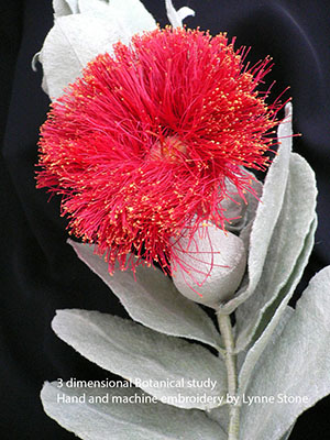 Eucalyptus macrocarpa