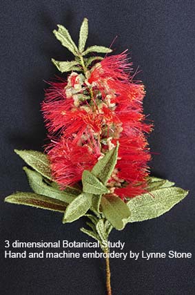callistemon1-7